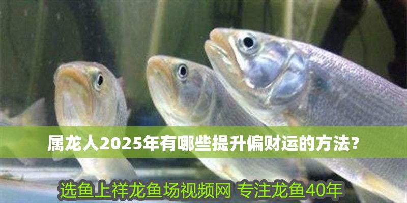 屬龍人2025年有哪些提升偏財運的方法？
