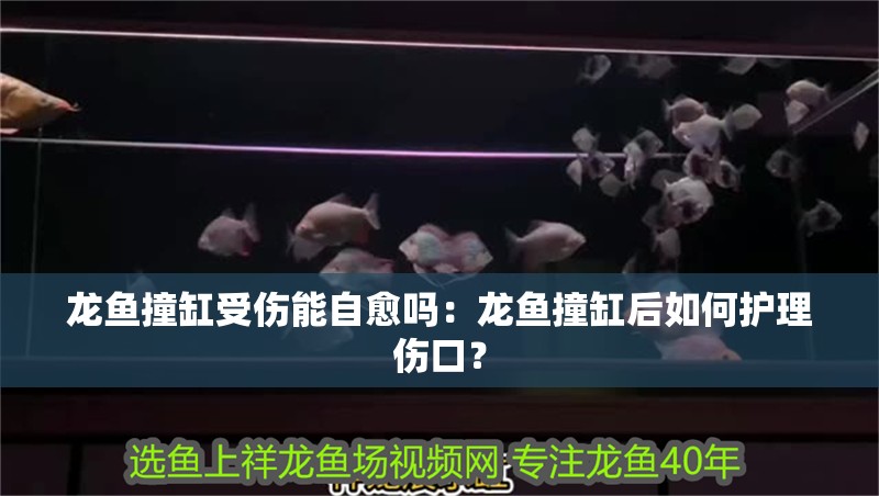 龍魚撞缸受傷能自愈嗎：龍魚撞缸后如何護理傷口？