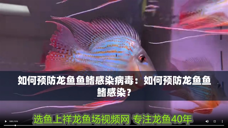 如何預(yù)防龍魚魚鰭感染病毒：如何預(yù)防龍魚魚鰭感染？