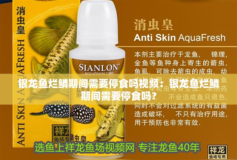 銀龍魚爛鱗期間需要停食嗎視頻：銀龍魚爛鱗期間需要停食嗎？