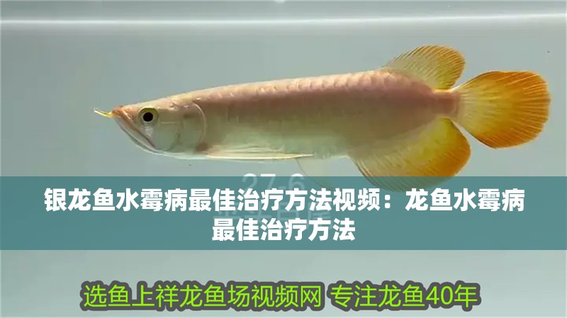 銀龍魚(yú)水霉病最佳治療方法視頻：龍魚(yú)水霉病最佳治療方法