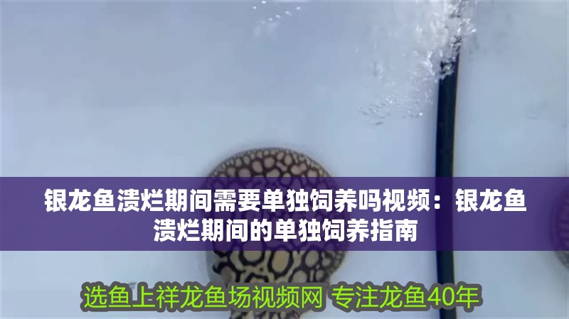 銀龍魚潰爛期間需要單獨飼養嗎視頻：銀龍魚潰爛期間的單獨飼養指南