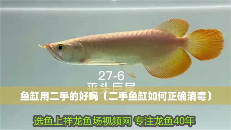 魚缸用二手的好嗎（二手魚缸如何正確消毒）