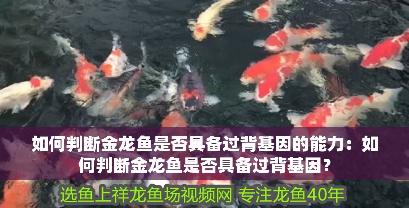 如何判斷金龍魚是否具備過背基因的能力：如何判斷金龍魚是否具備過背基因？