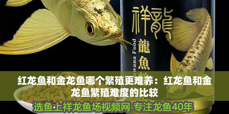 紅龍魚和金龍魚哪個繁殖更難養(yǎng)：紅龍魚和金龍魚繁殖難度的比較
