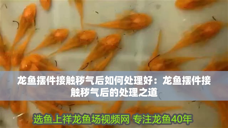 龍魚擺件接觸穢氣后如何處理好：龍魚擺件接觸穢氣后的處理之道