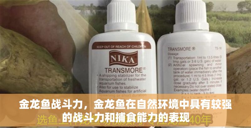 金龍魚戰(zhàn)斗力，金龍魚在自然環(huán)境中具有較強(qiáng)的戰(zhàn)斗力和捕食能力的表現(xiàn)