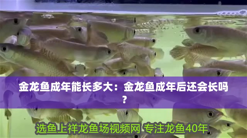 金龍魚成年能長多大：金龍魚成年后還會長嗎？