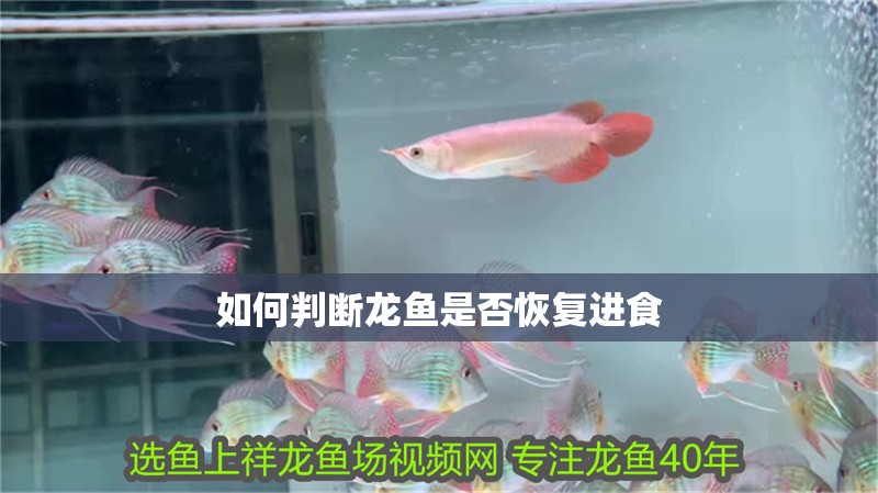 如何判斷龍魚是否恢復進食