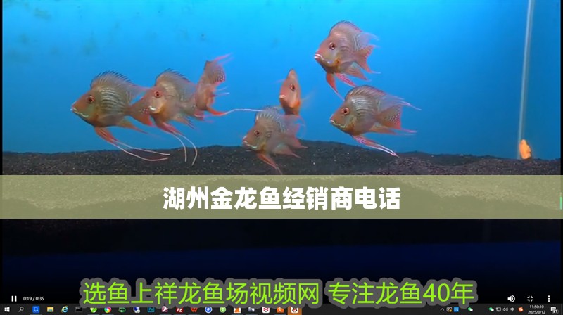 湖州金龍魚經銷商電話
