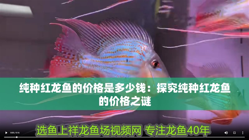 純種紅龍魚的價格是多少錢：探究純種紅龍魚的價格之謎