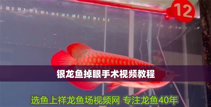 銀龍魚掉眼手術視頻教程