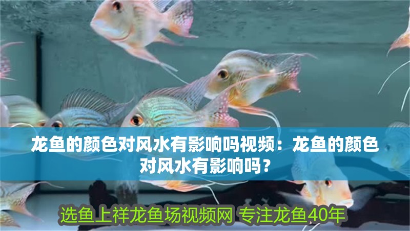 龍魚(yú)的顏色對(duì)風(fēng)水有影響嗎視頻：龍魚(yú)的顏色對(duì)風(fēng)水有影響嗎？