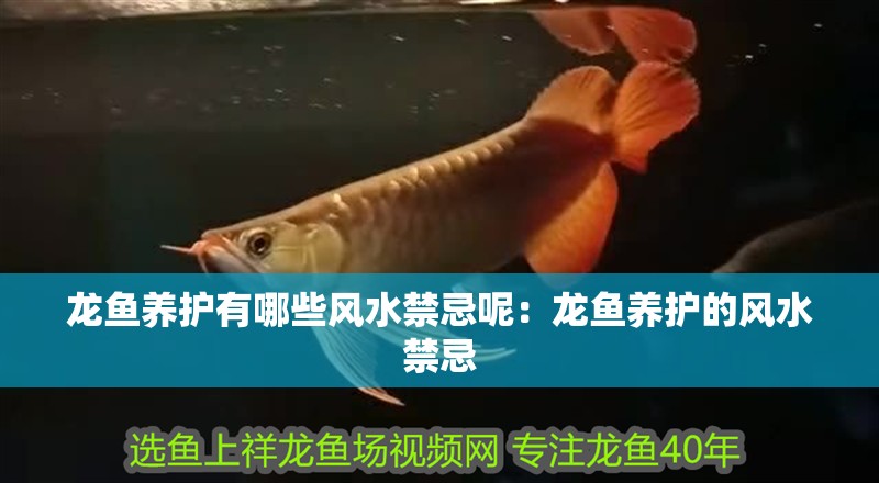 龍魚養(yǎng)護(hù)有哪些風(fēng)水禁忌呢：龍魚養(yǎng)護(hù)的風(fēng)水禁忌