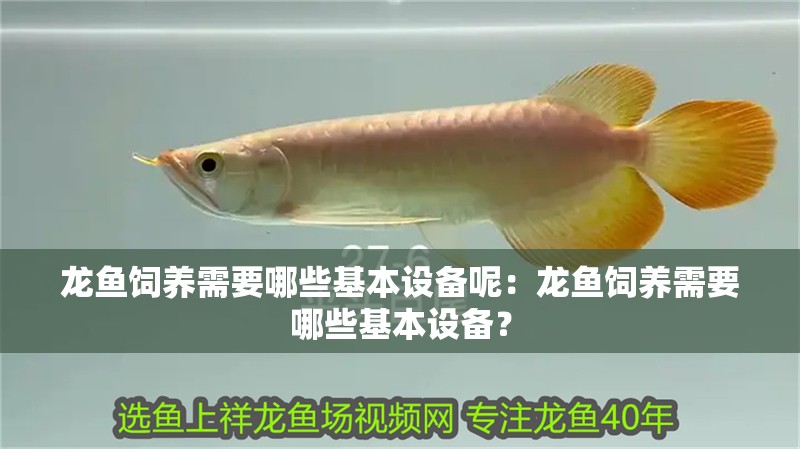 龍魚飼養需要哪些基本設備呢：龍魚飼養需要哪些基本設備？