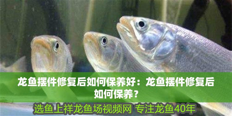 龍魚擺件修復后如何保養好：龍魚擺件修復后如何保養？