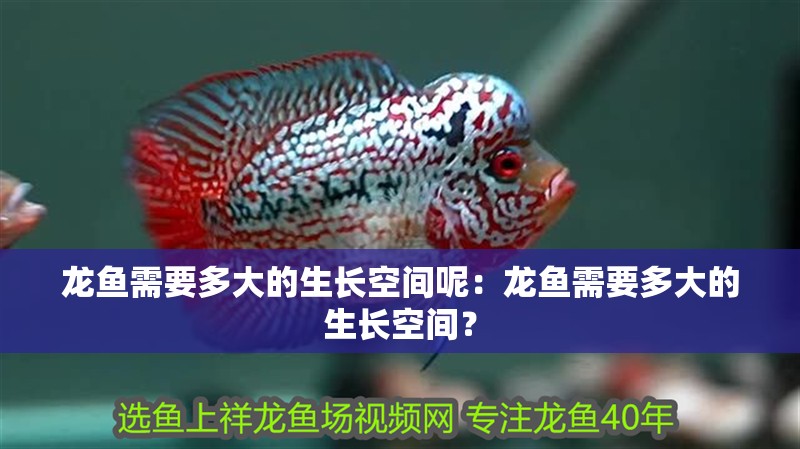 龍魚需要多大的生長空間呢：龍魚需要多大的生長空間？