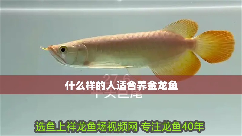 什么樣的人適合養金龍魚