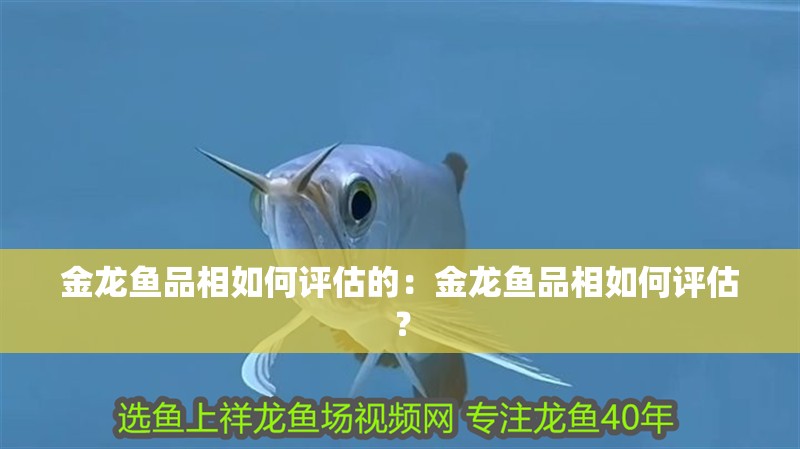 金龍魚品相如何評估的：金龍魚品相如何評估？
