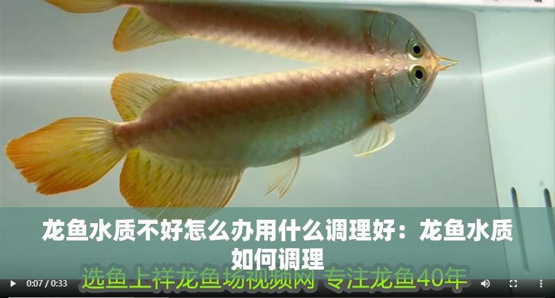 龍魚水質不好怎么辦用什么調理好：龍魚水質如何調理