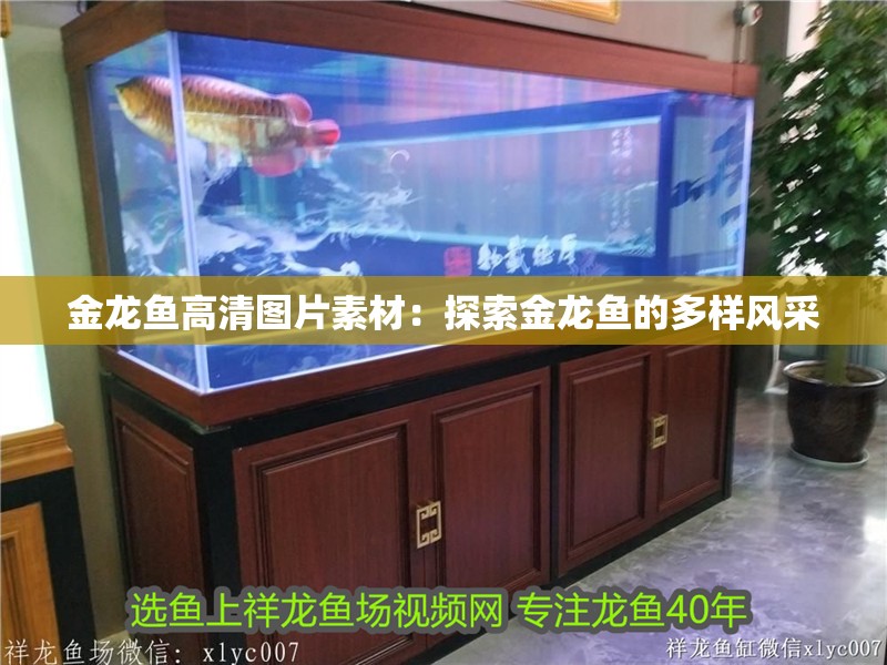 金龍魚高清圖片素材：探索金龍魚的多樣風采