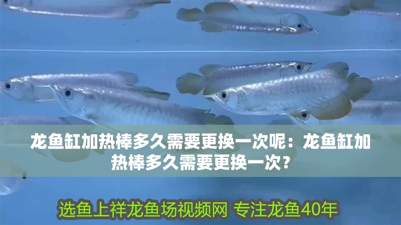 龍魚缸加熱棒多久需要更換一次呢：龍魚缸加熱棒多久需要更換一次？