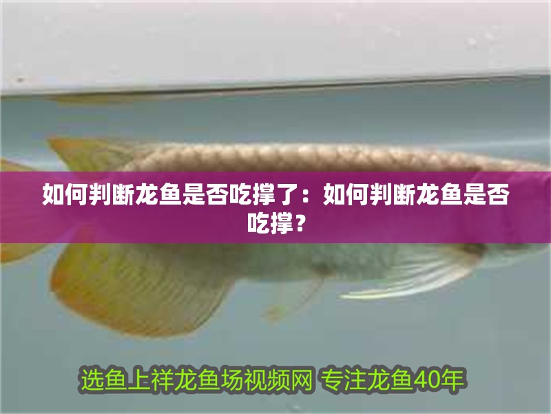 如何判斷龍魚是否吃撐了：如何判斷龍魚是否吃撐？