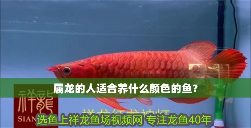 屬龍的人適合養什么顏色的魚？