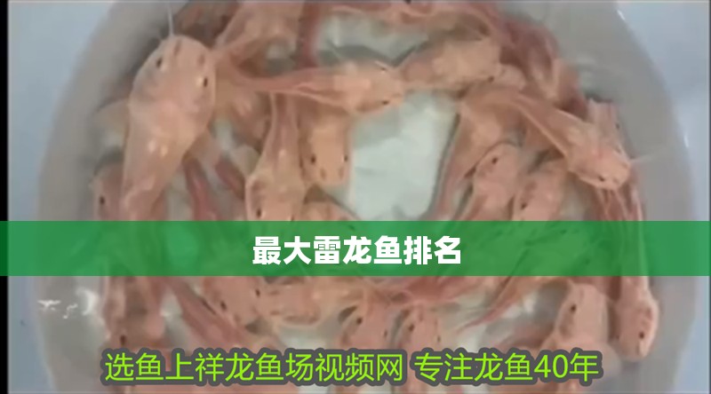 最大雷龍魚排名