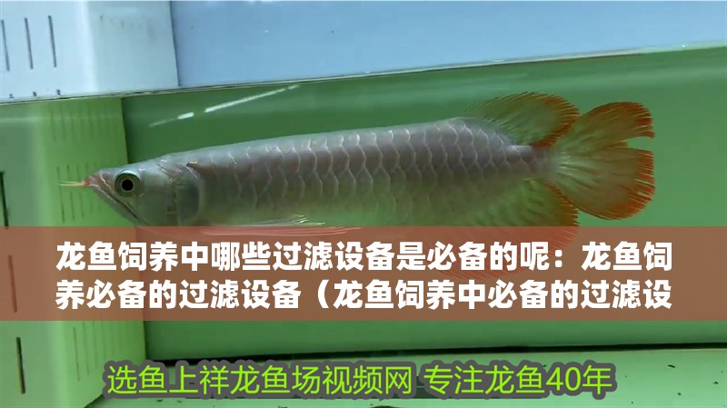 龍魚飼養(yǎng)中哪些過濾設(shè)備是必備的呢：龍魚飼養(yǎng)必備的過濾設(shè)備（龍魚飼養(yǎng)中必備的過濾設(shè)備及過濾器的優(yōu)點是什么）