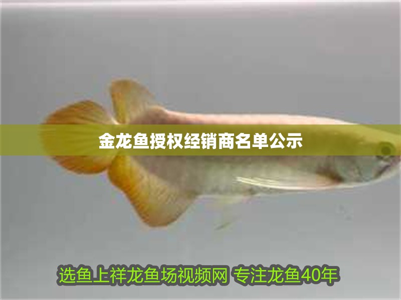 金龍魚授權經銷商名單公示 金龍魚授權經銷商名單公示 龍魚百科