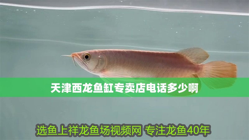 天津西龍魚缸專賣店電話多少啊