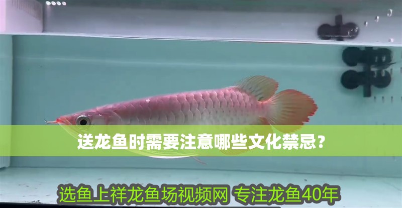 送龍魚時(shí)需要注意哪些文化禁忌？