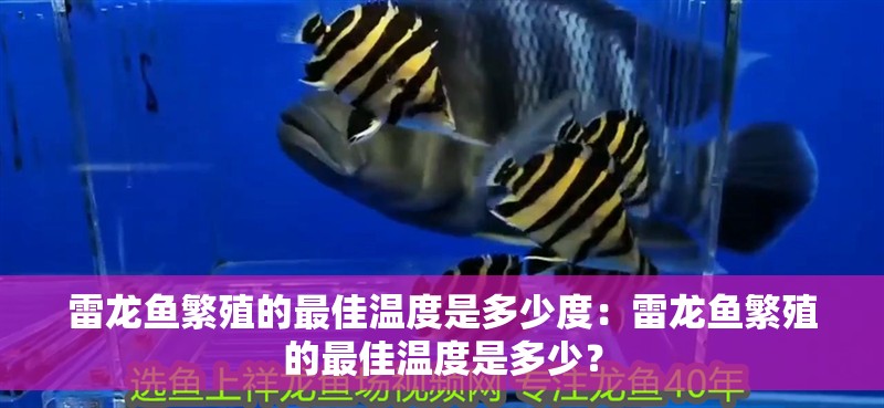 雷龍魚繁殖的最佳溫度是多少度：雷龍魚繁殖的最佳溫度是多少？