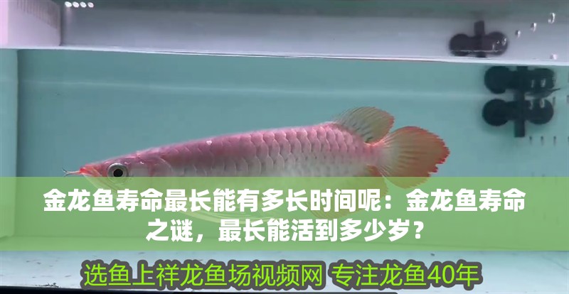 金龍魚壽命最長能有多長時間呢：金龍魚壽命之謎，最長能活到多少歲？