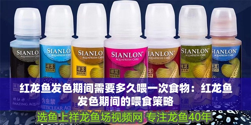 紅龍魚發色期間需要多久喂一次食物：紅龍魚發色期間的喂食策略