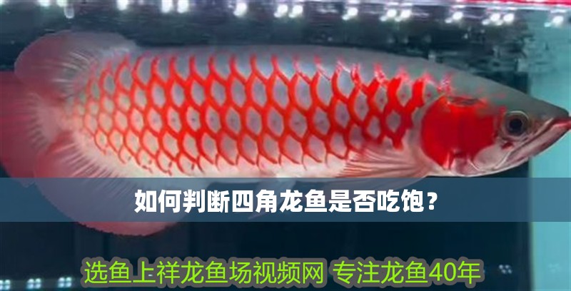 如何判斷四角龍魚是否吃飽？