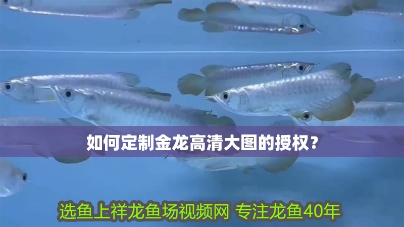 我的虎魚真菌感染了要怎么處理 如何定制金龍高清大圖的授權(quán)? 龍魚百科 如何定制金龍高清大圖的授權(quán)? 如何定制金龍高清大圖的授權(quán)? 龍魚百科