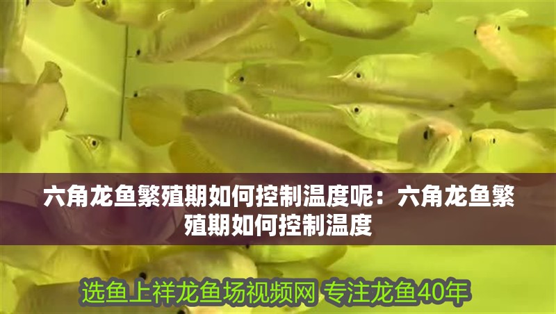 六角龍魚(yú)繁殖期如何控制溫度呢：六角龍魚(yú)繁殖期如何控制溫度
