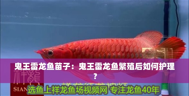 鬼王雷龍魚苗子：鬼王雷龍魚繁殖后如何護(hù)理？