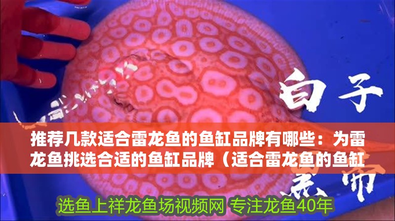 推薦幾款適合雷龍魚的魚缸品牌有哪些：為雷龍魚挑選合適的魚缸品牌（適合雷龍魚的魚缸品牌推薦：雷龍魚的魚缸品牌推薦）