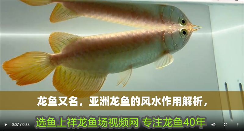 龍魚又名，亞洲龍魚的風水作用解析，