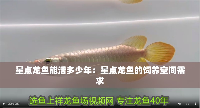 星點龍魚能活多少年：星點龍魚的飼養(yǎng)空間需求