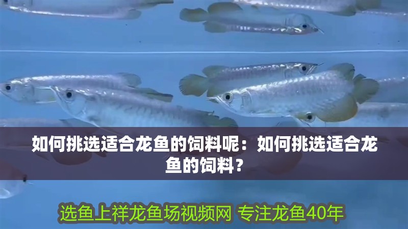 如何挑選適合龍魚的飼料呢：如何挑選適合龍魚的飼料？