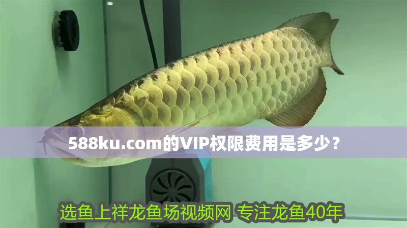 588ku.com的VIP權(quán)限費用是多少？