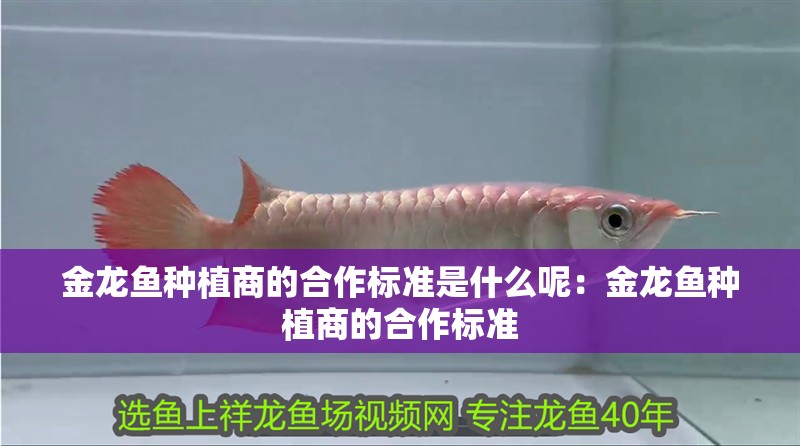 金龍魚種植商的合作標準是什么呢：金龍魚種植商的合作標準