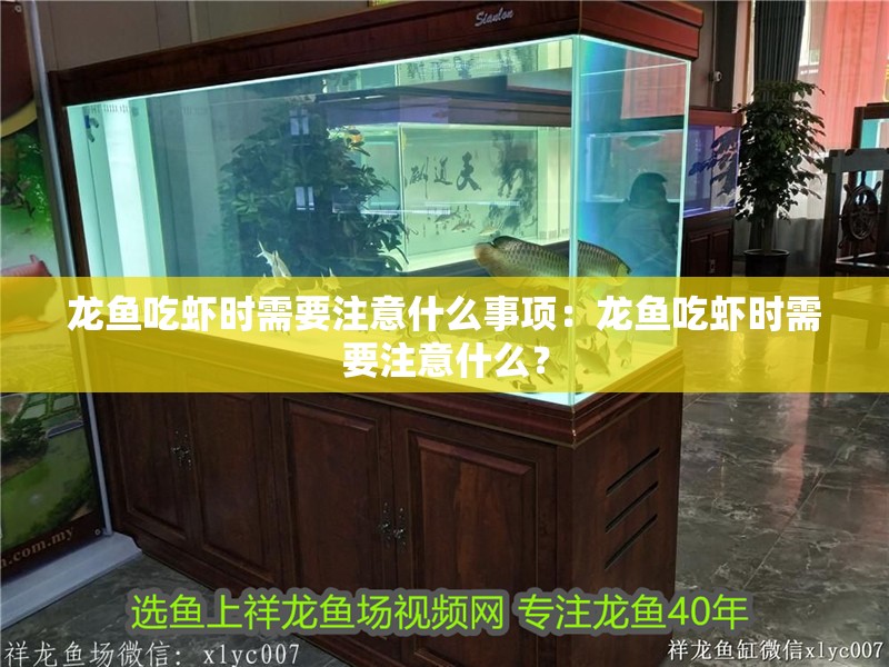 龍魚吃蝦時需要注意什么事項：龍魚吃蝦時需要注意什么？