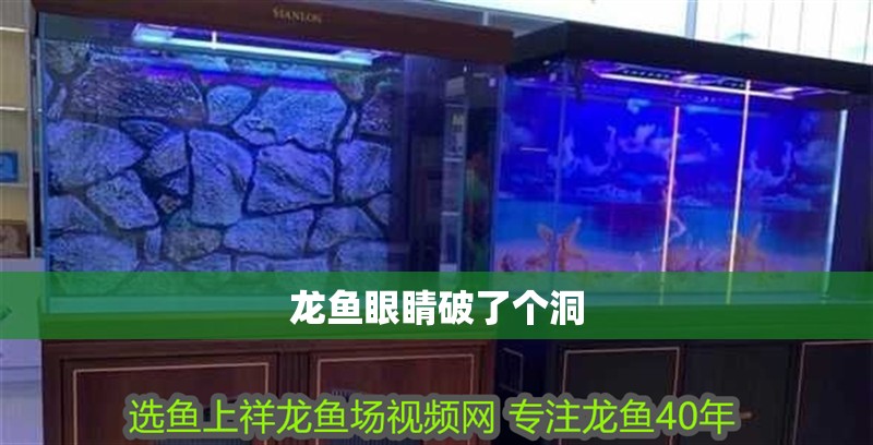 龍魚眼睛破了個洞 龍魚眼睛破了個洞 龍魚百科