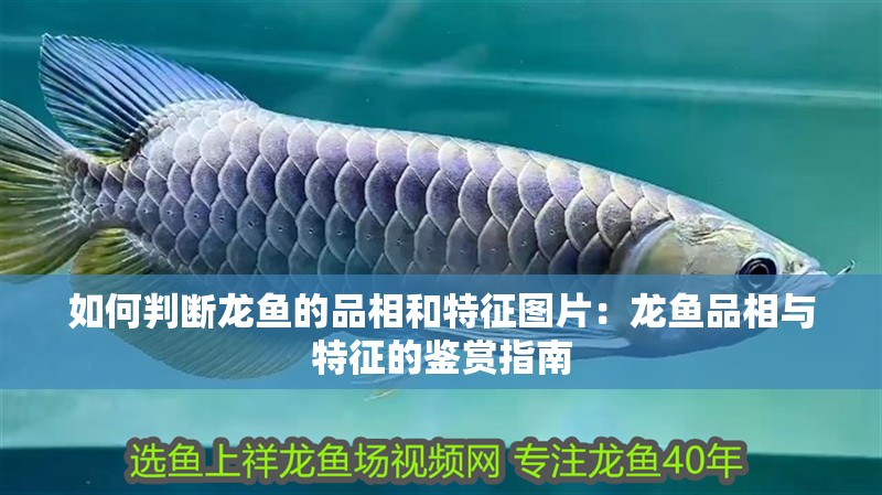 如何判斷龍魚的品相和特征圖片：龍魚品相與特征的鑒賞指南