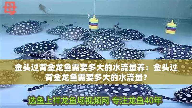 金頭過背金龍魚需要多大的水流量養：金頭過背金龍魚需要多大的水流量？
